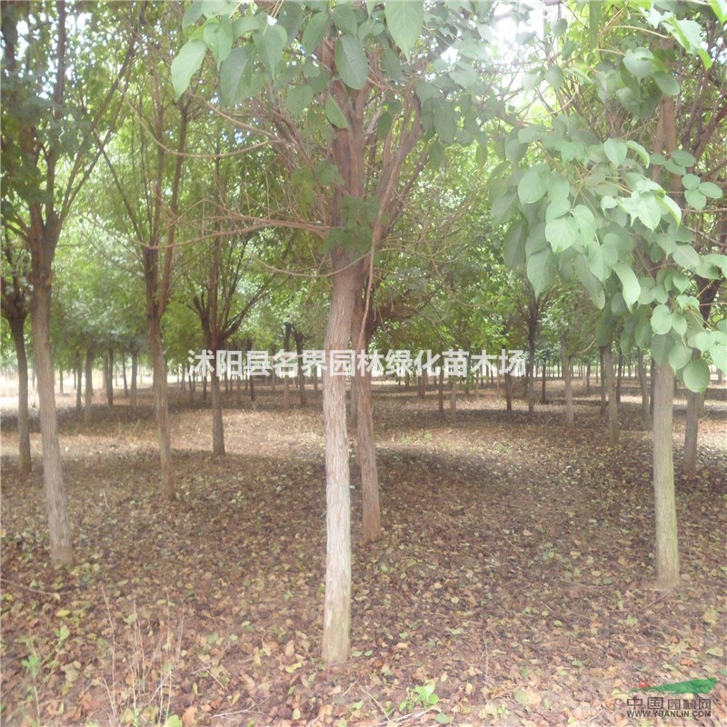 重陽木行情報(bào)價(jià)\重陽木圖片展示