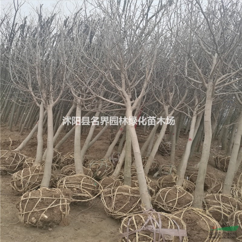 紫玉蘭1行情報價\紫玉蘭1圖片展示
