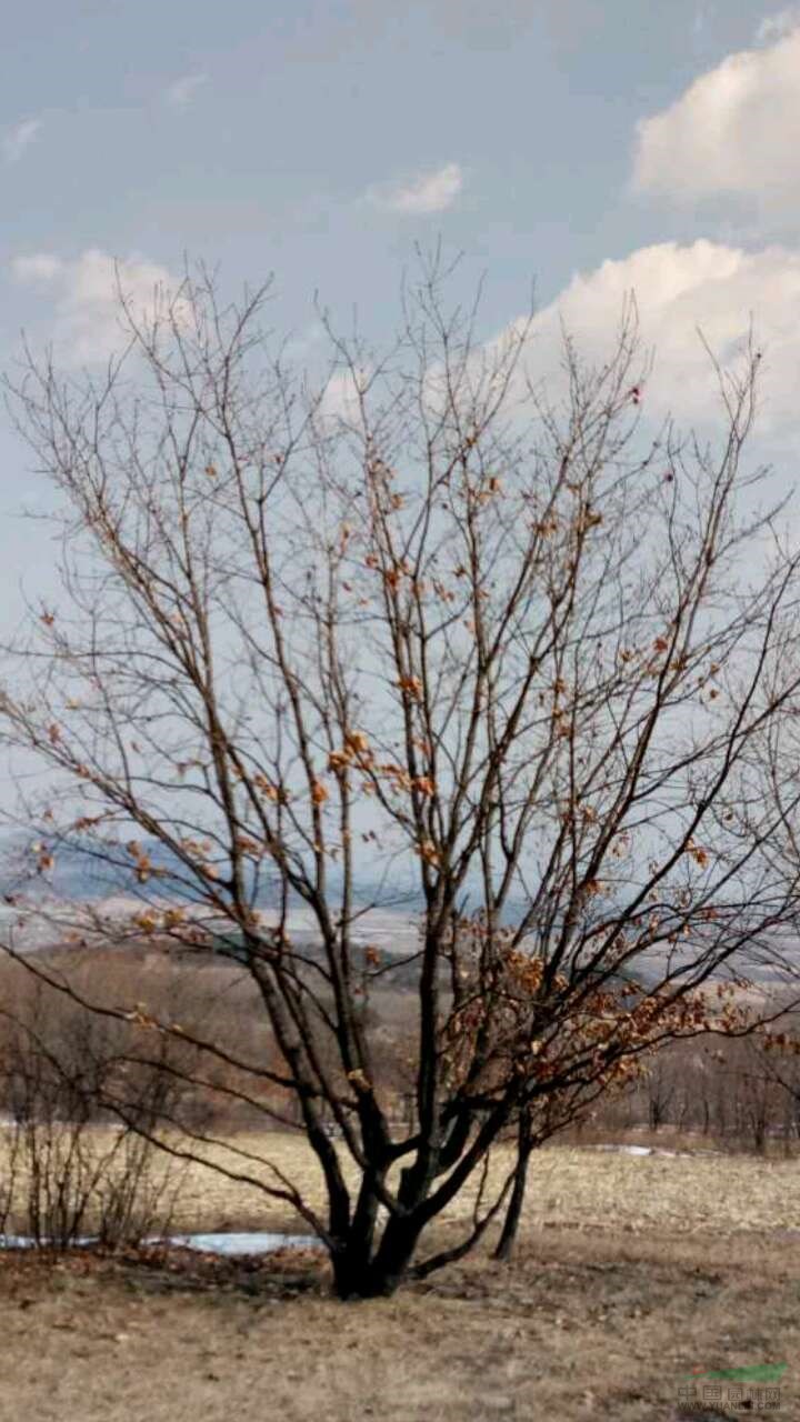 蒙古櫟，叢生蒙古櫟價格，叢生蒙古櫟供應，叢生蒙古櫟圖片