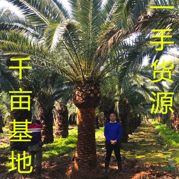 福建加拿利海棗價格 福建加拿利海棗報價 福建加拿利海棗行情 