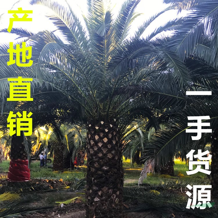 福建加拿利海棗價格 福建加拿利海棗報價 福建加拿利海棗行情 
