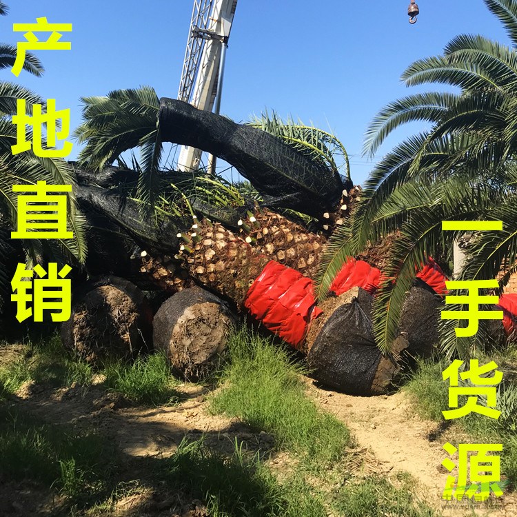 福建加拿利海棗價格 福建加拿利海棗報價 福建加拿利海棗行情 