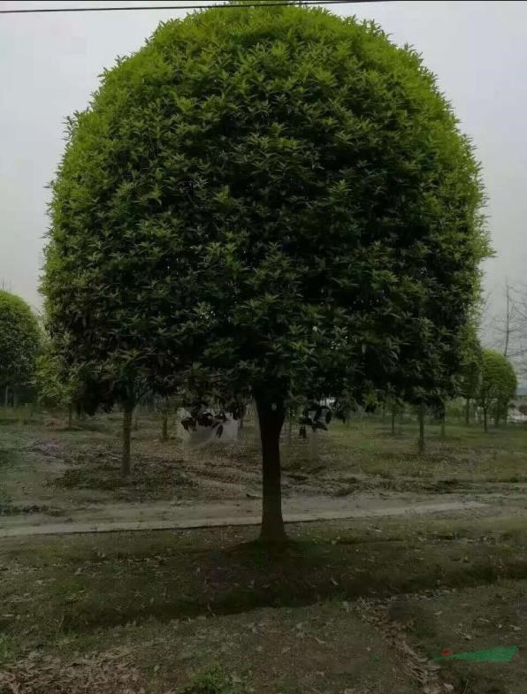 高檔桂花 金桂 八月桂 丹桂 朱砂桂 狀元紅 桂花小苗 四季