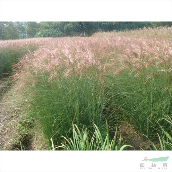 細(xì)葉芒 地被植物細(xì)葉芒 細(xì)葉芒草 細(xì)葉芒價格