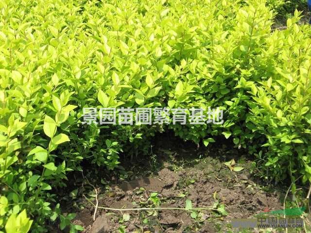 供應金葉女貞、40公分60公分70公分90公分金葉女貞價格圖