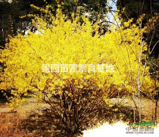供應(yīng)連翹樹小苗·叢生連翹、綠化連翹樹價格圖片產(chǎn)地詳情山西地區(qū)