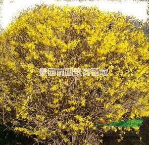 供應(yīng)連翹樹小苗·叢生連翹、綠化連翹樹價格圖片產(chǎn)地詳情山西地區(qū)