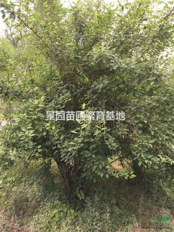 供應(yīng)連翹樹小苗·叢生連翹、綠化連翹樹價格圖片產(chǎn)地詳情山西地區(qū)