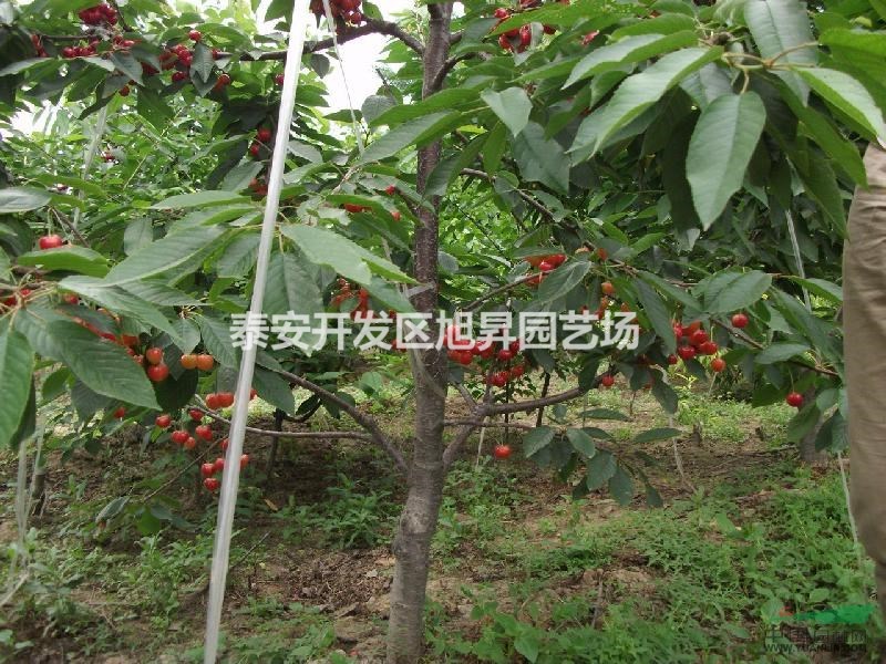 山東高產(chǎn)櫻桃苗 櫻桃苗價格 櫻桃苗管理