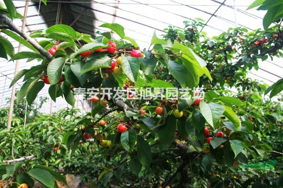山東高產(chǎn)櫻桃苗 櫻桃苗價格 櫻桃苗管理