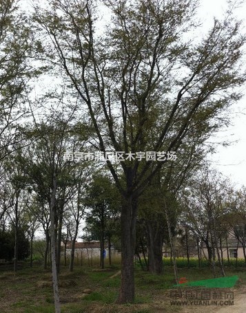 櫸樹 江蘇報(bào)價(jià) 大樹 景觀樹