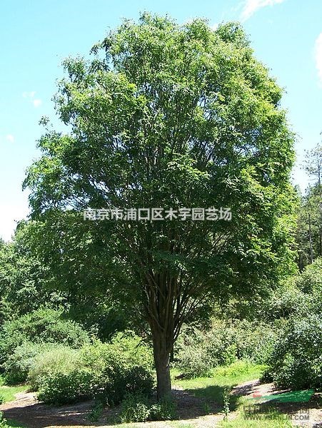 櫸樹 江蘇報(bào)價(jià) 大樹 景觀樹