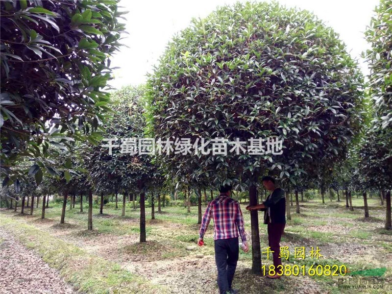 12公分桂花樹價格,桂花樹產(chǎn)地,四川高桿桂花12公分,桂花樹