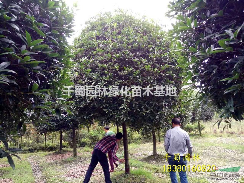 12公分桂花樹價格,桂花樹產(chǎn)地,四川高桿桂花12公分,桂花樹
