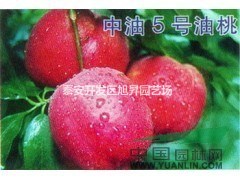 油桃苗供應(yīng)