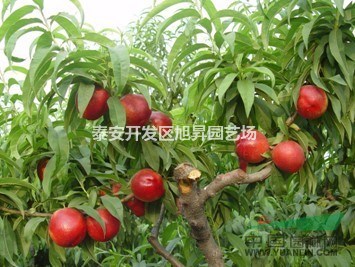 油桃苗供應(yīng)