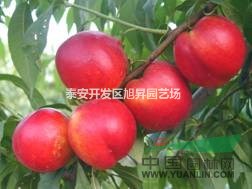 云南高產(chǎn)油桃苗供應(yīng) 廠家直銷