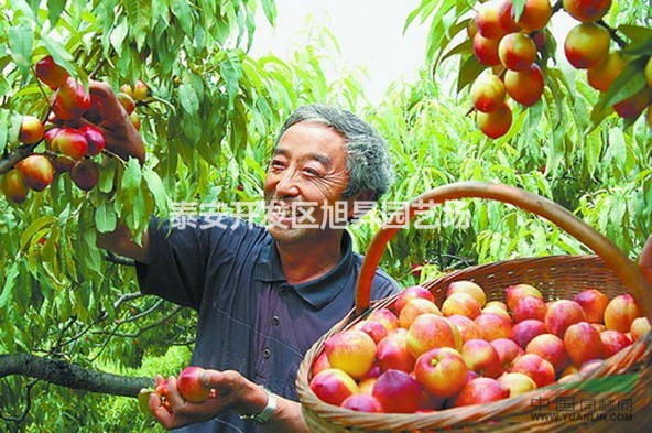 云南高產(chǎn)油桃苗供應(yīng) 廠家直銷