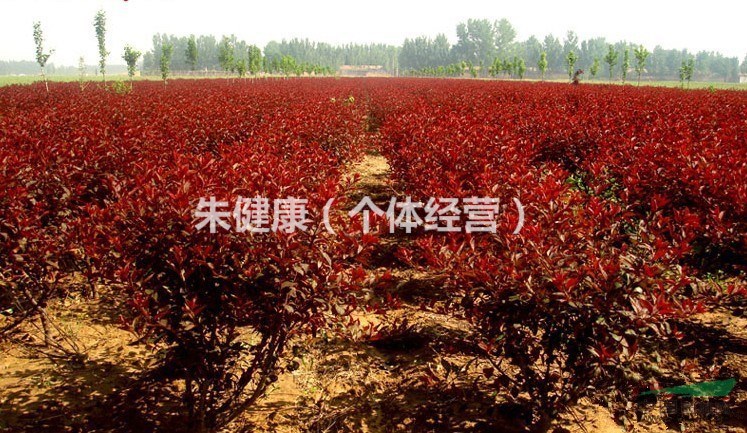 供應(yīng) 紫葉矮櫻（插桿苗）