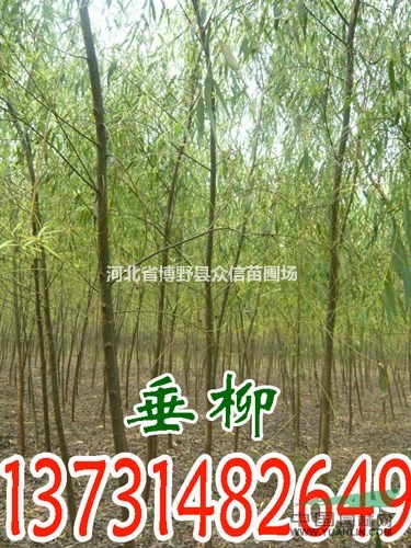 2016年秋季大量供應(yīng)8公分垂柳，8公分垂柳價格
