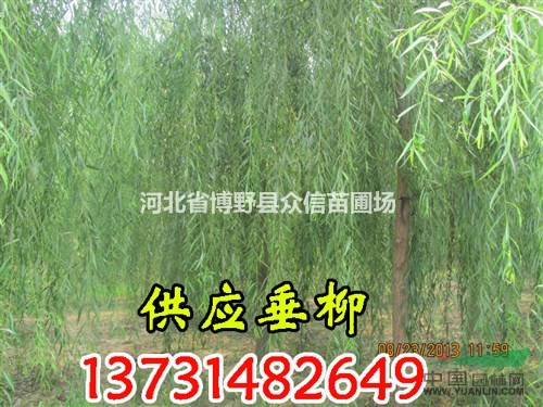 2016年秋季大量供應(yīng)8公分垂柳，8公分垂柳價格