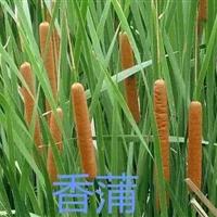 大量供應香蒲