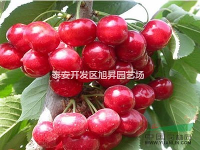 山東優(yōu)質(zhì)油桃苗批發(fā) 油桃苗品種 櫻桃苗價格