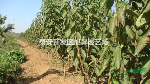 山東優(yōu)質(zhì)油桃苗批發(fā) 油桃苗品種 櫻桃苗價格