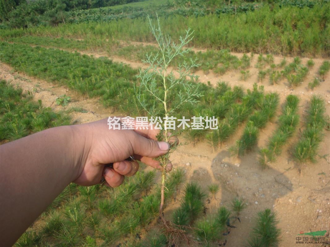 20公分高的側(cè)柏裸根