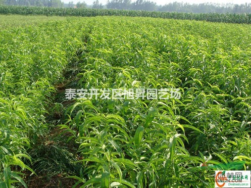 江蘇倉方早生桃苗 大久保桃苗  新川中島桃苗