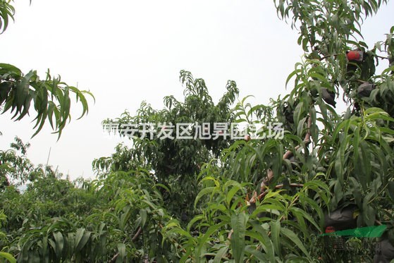 江蘇倉方早生桃苗 大久保桃苗  新川中島桃苗