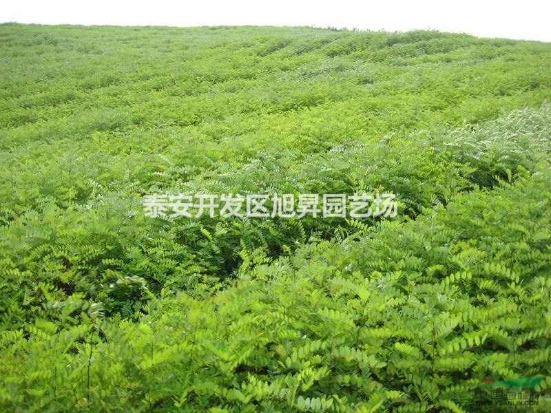 高度40-150cm花椒苗 花椒樹(shù) 九葉青花椒苗