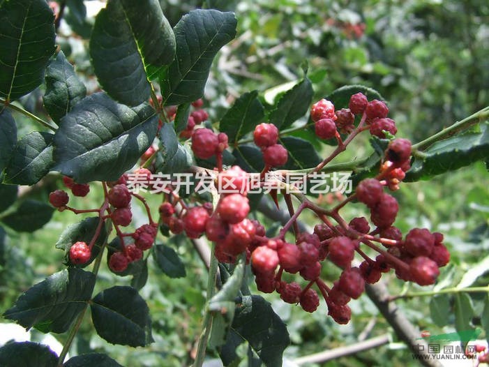 高度40-150cm花椒苗 花椒樹(shù) 九葉青花椒苗