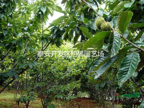 供應(yīng)價格低廉板栗苗