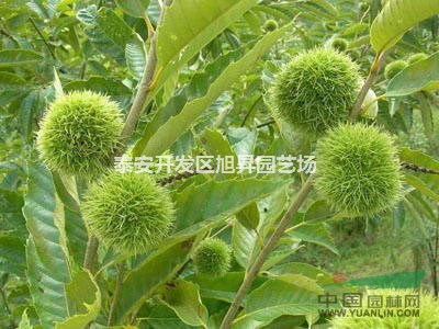 供應(yīng)價格低廉板栗苗