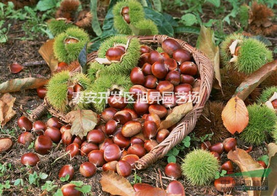廠家直銷板栗苗 板栗苗培養(yǎng)基地