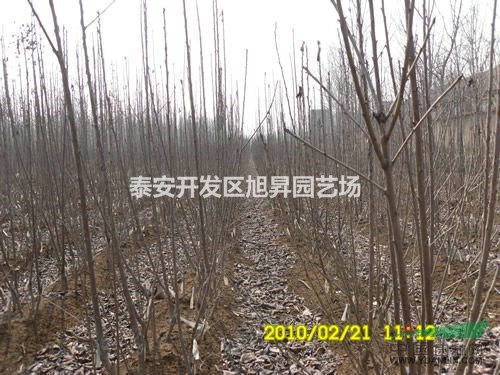 廠家直銷板栗苗 板栗苗培養(yǎng)基地