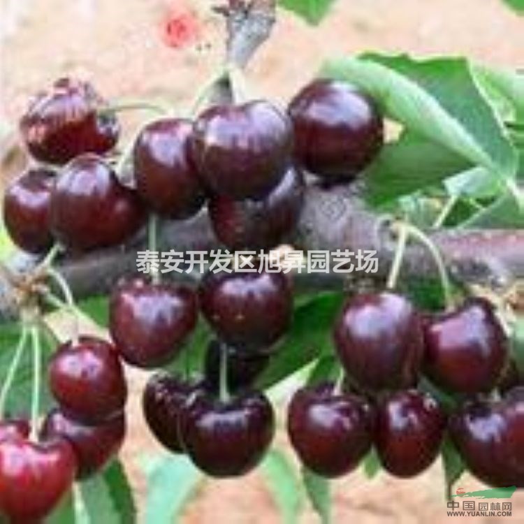 高產(chǎn)櫻桃苗批發(fā) 櫻桃苗種植技術(shù)