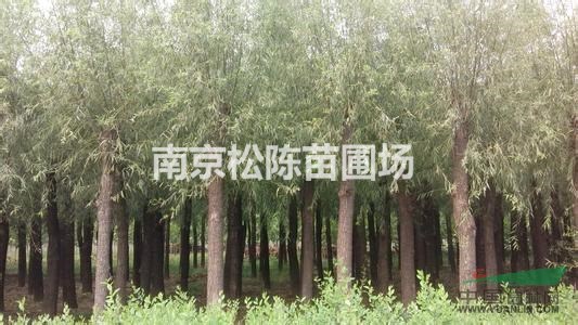 南京現(xiàn)在垂柳小苗價(jià)格.10公分垂柳價(jià)格.12公分垂柳價(jià)格