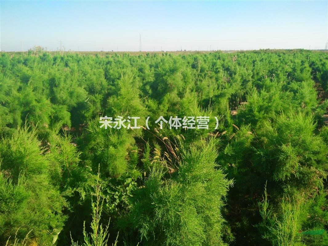 低價(jià)出售自家鹽松樹苗