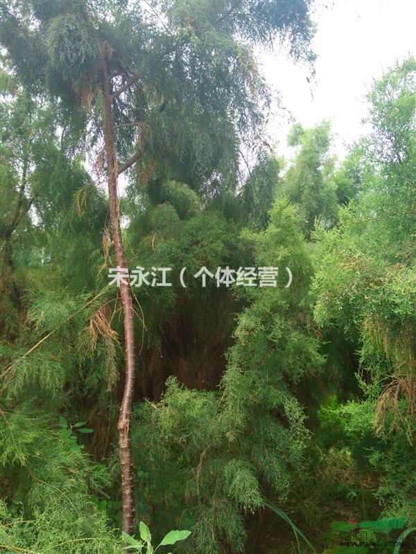 低價(jià)出售自家鹽松樹苗