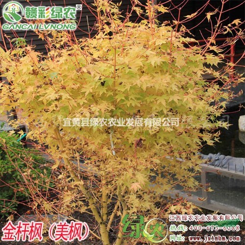 金桿楓 彩葉景觀(guān)樹(shù)種 園林綠化佳觀(guān)賞樹(shù) 金桿楓 冬季觀(guān)賞苗