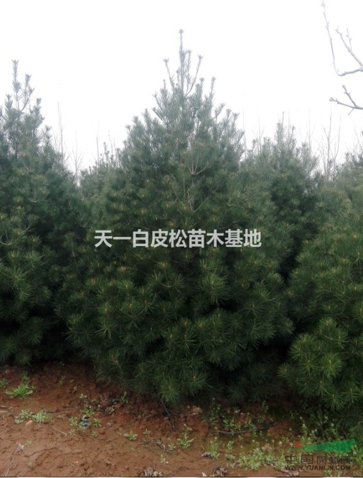 天一白皮松苗木基地
