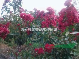 美國(guó)紅火箭紅火球紫薇