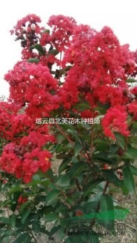 美國(guó)紅火箭紅火球紫薇
