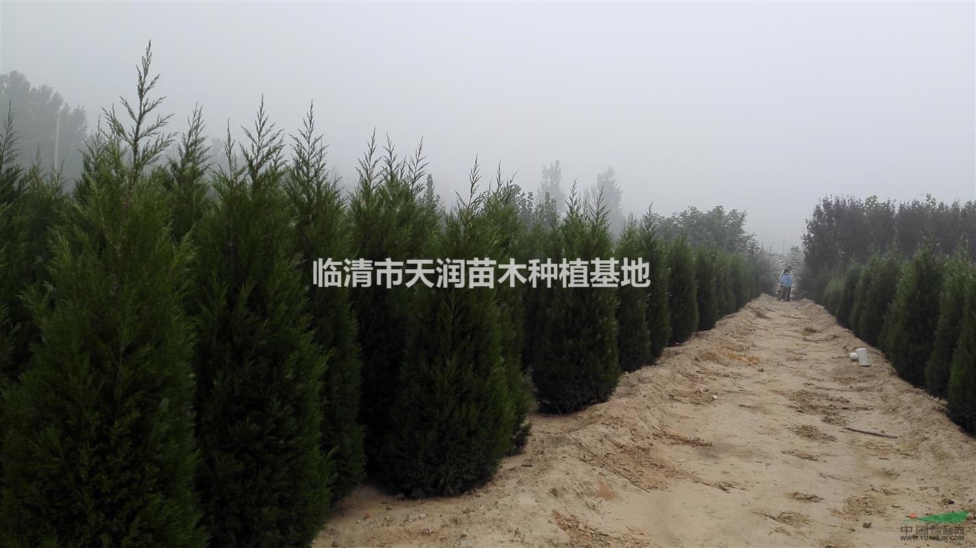 2.5米一級蜀檜