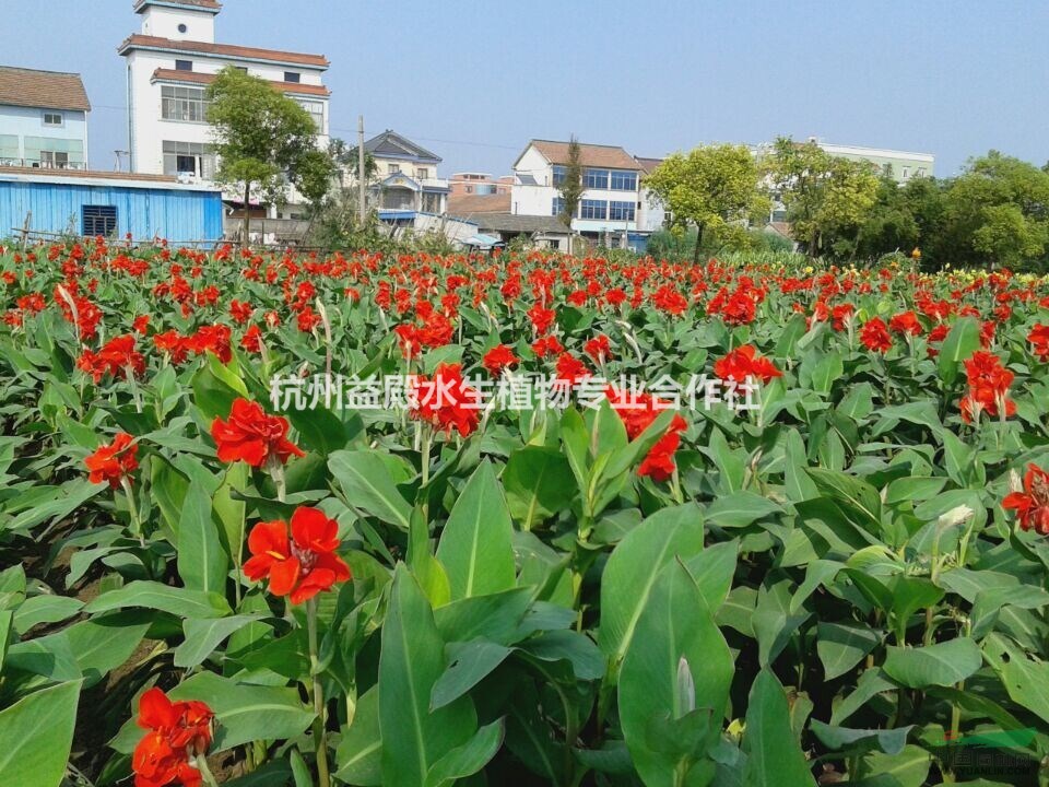 長期大量出售各類美人蕉 紅花 黃花 紫葉 小紅花 粉花