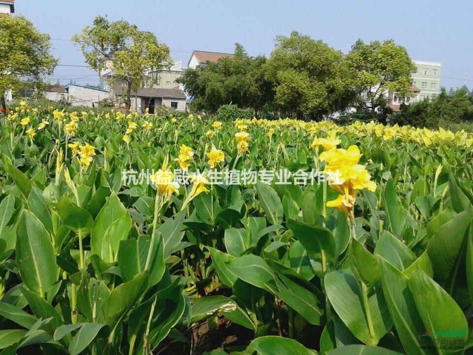 長期大量出售各類美人蕉 紅花 黃花 紫葉 小紅花 粉花