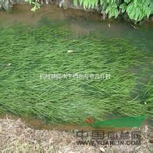 長期大量出售沉水植物：金魚藻，苦草，菹草，伊樂藻，小茨藻等