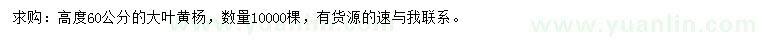 求購高60公分大葉黃楊